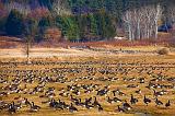 Field Of Geese_11225